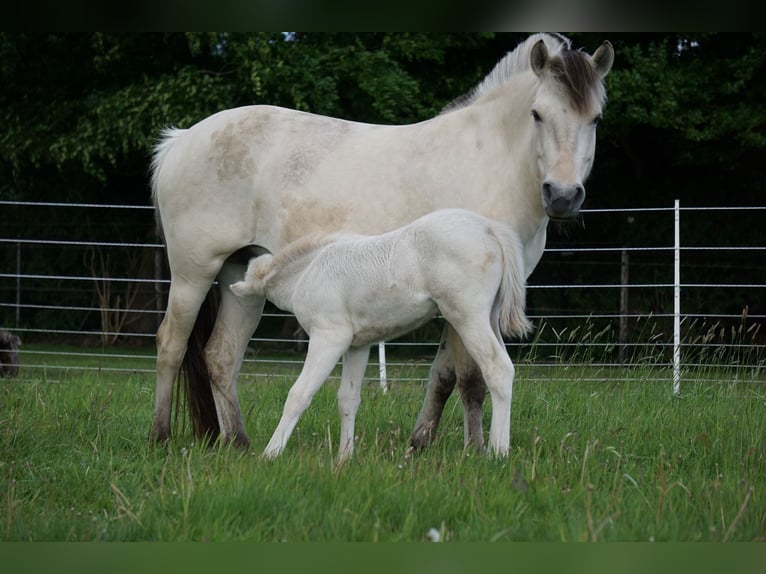 Chevaux fjord Jument 7 Ans 141 cm Isabelle in Ahlerstedt
