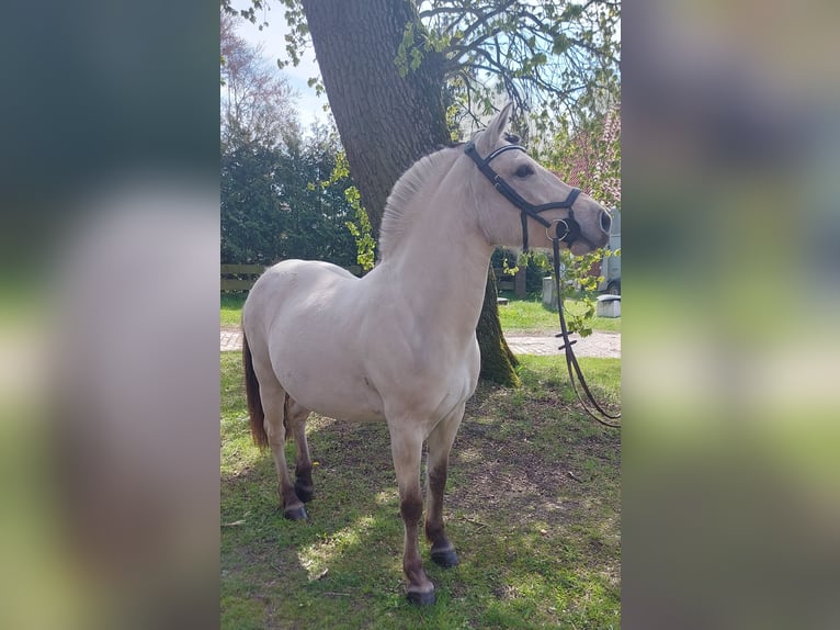 Chevaux fjord Jument 7 Ans 141 cm Isabelle in Ahlerstedt