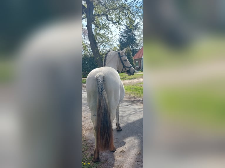 Chevaux fjord Jument 7 Ans 141 cm Isabelle in Ahlerstedt