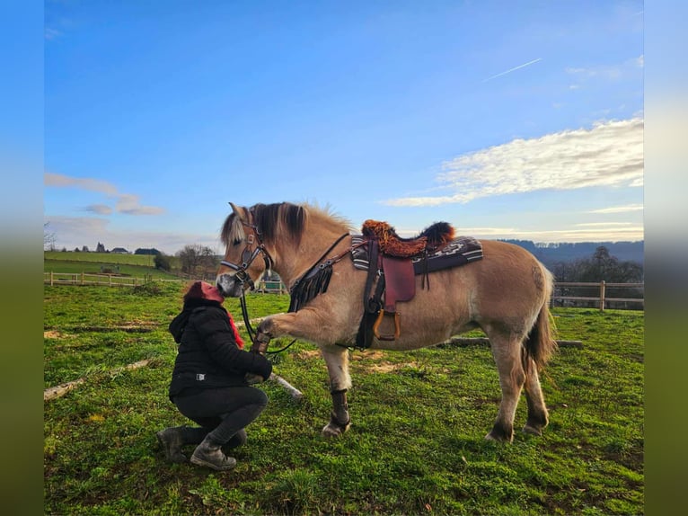 Chevaux fjord Jument 7 Ans 149 cm Isabelle in Linkenbach