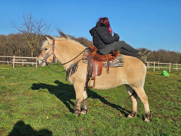 Chevaux fjord Jument 7 Ans 149 cm Isabelle in Linkenbach