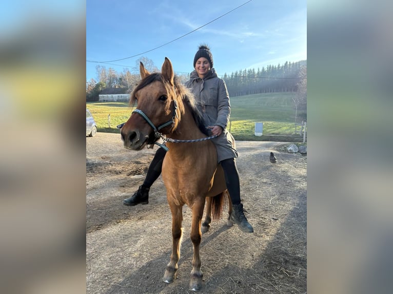 Chevaux fjord Jument 8 Ans 140 cm Isabelle in Klausen-Leopoldsdorf
