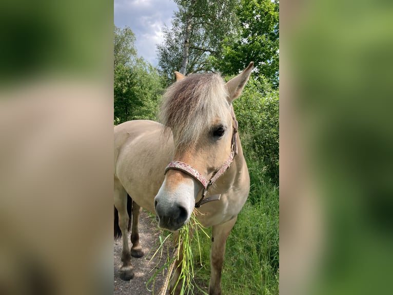 Chevaux fjord Jument 8 Ans 143 cm Isabelle in Langwedel