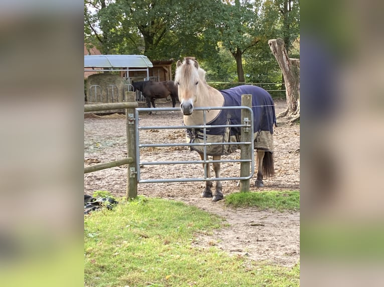 Chevaux fjord Jument 8 Ans 143 cm Isabelle in Langwedel