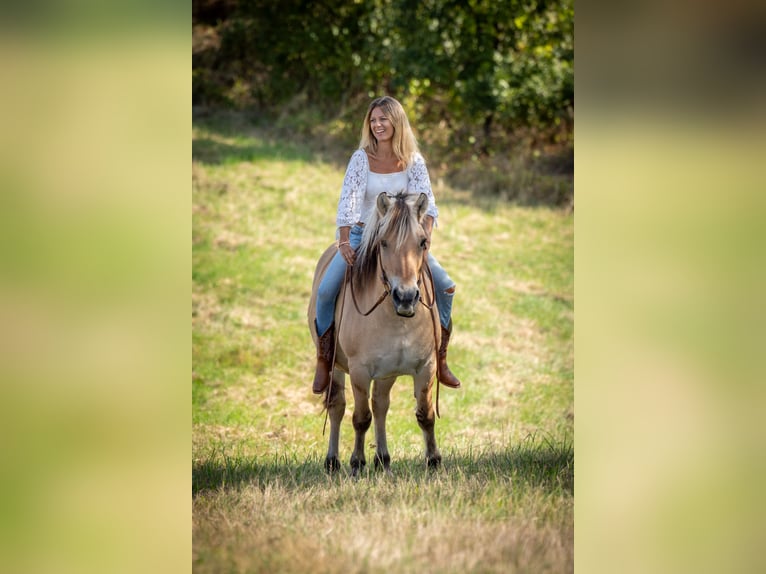 Chevaux fjord Jument 8 Ans 146 cm Isabelle in Mörbisch am See