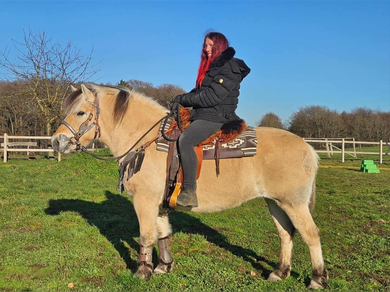 Chevaux fjord Jument 8 Ans 149 cm Isabelle in Linkenbach