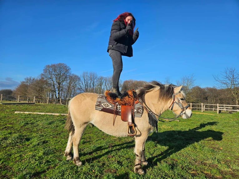 Chevaux fjord Jument 8 Ans 149 cm Isabelle in Linkenbach