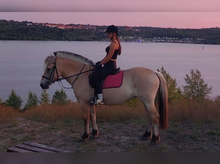 Chevaux fjord Jument 8 Ans 151 cm Isabelle in Mücheln (Geiseltal)