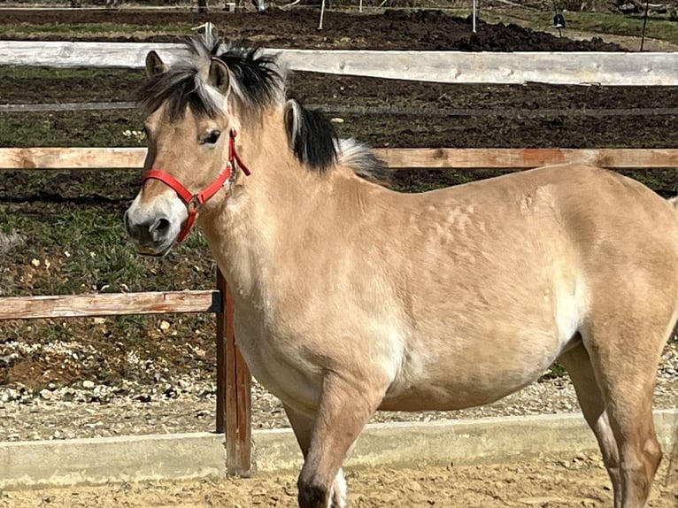 Chevaux fjord Jument 9 Ans 138 cm Isabelle in Ursensollen