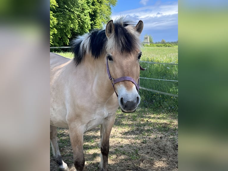 Chevaux fjord Jument 9 Ans 138 cm Isabelle in Ursensollen