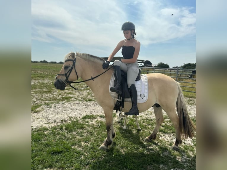 Chevaux fjord Jument 9 Ans 146 cm in M&#xF6;nchengladbach