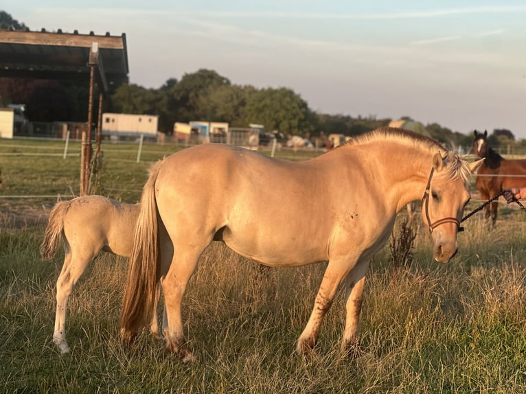 Chevaux fjord Jument 9 Ans 146 cm in M&#xF6;nchengladbach