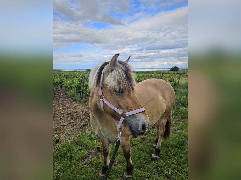 Chevaux fjord Jument 9 Ans 146 cm Isabelle in Mörbisch am See