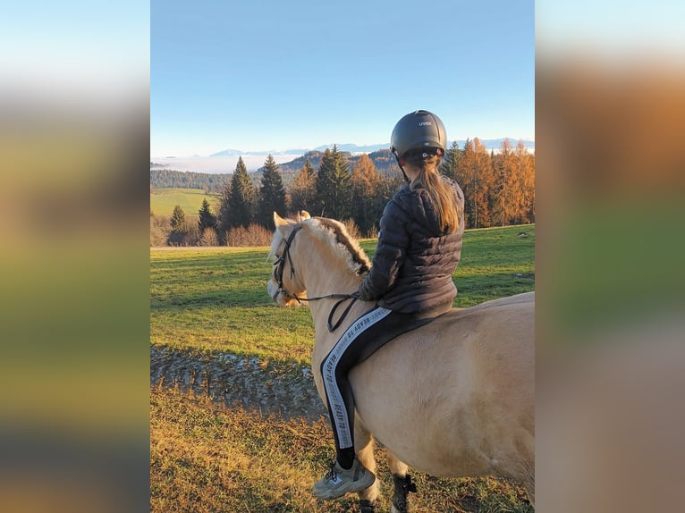 Chevaux fjord Jument 9 Ans 148 cm Isabelle in Sirnitz