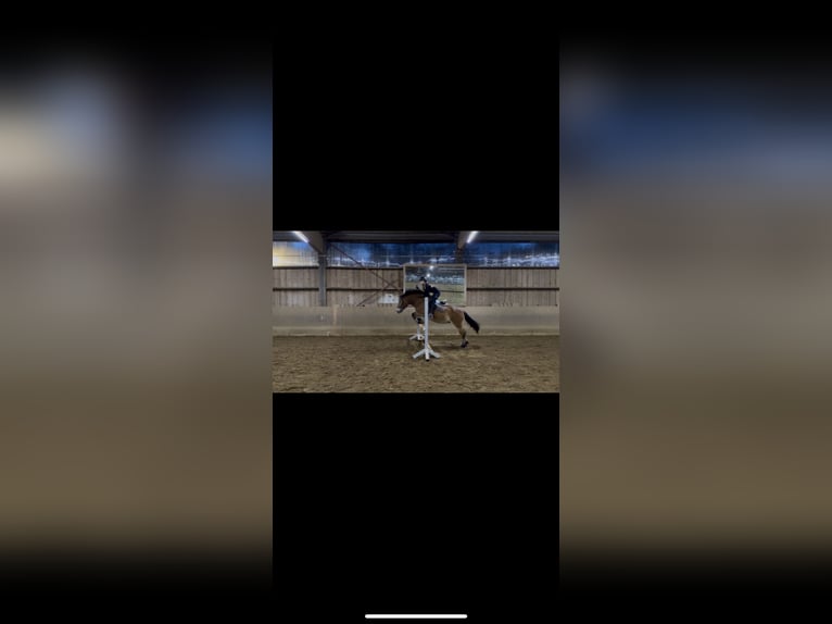 Chevaux fjord Croisé Jument 9 Ans 152 cm Isabelle in Gauting