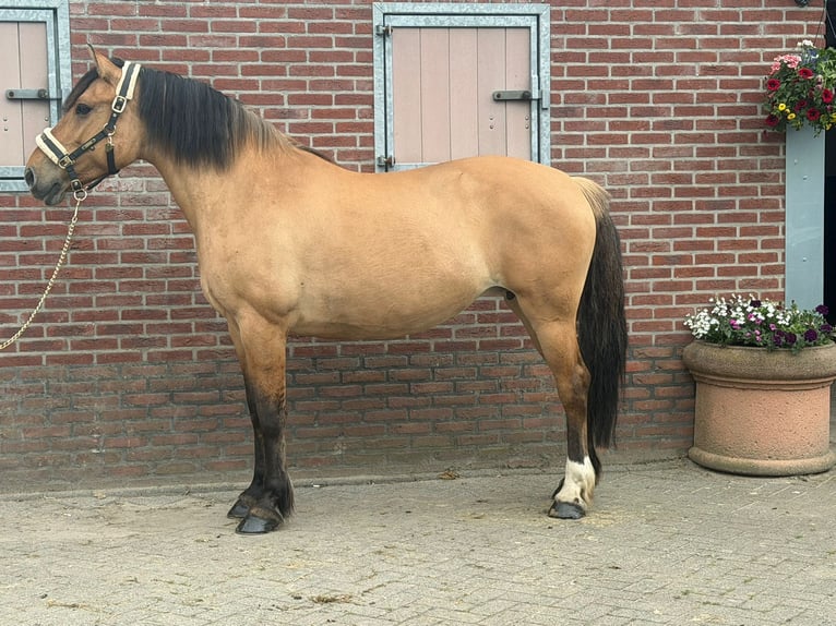 Chevaux fjord Jument 9 Ans 154 cm Bai clair in Someren