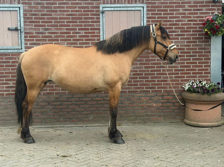 Chevaux fjord Jument 9 Ans 154 cm Bai clair in Someren