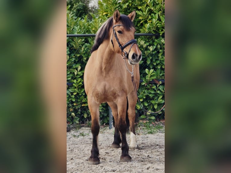 Chevaux fjord Jument 9 Ans 160 cm Isabelle in Someren