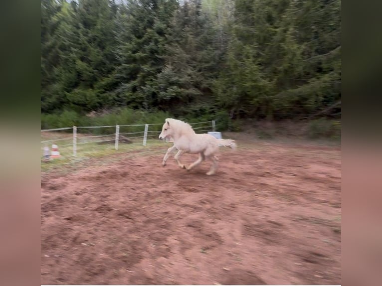 Chevaux fjord Jument  140 cm Isabelle in Altleiningen