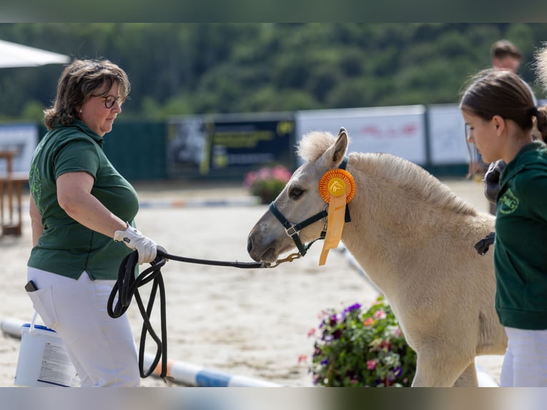 Chevaux fjord Jument Poulain (04/2026) 145 cm Isabelle in Mechernich