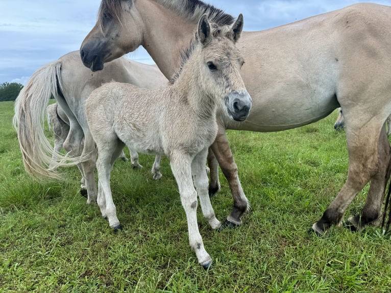 Chevaux fjord Jument Poulain (05/2024) 147 cm Isabelle in Reichshoffen