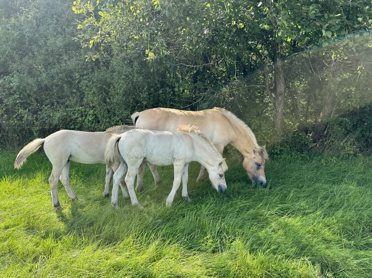 Chevaux fjord Jument Poulain (05/2024) 147 cm Isabelle in Reichshoffen