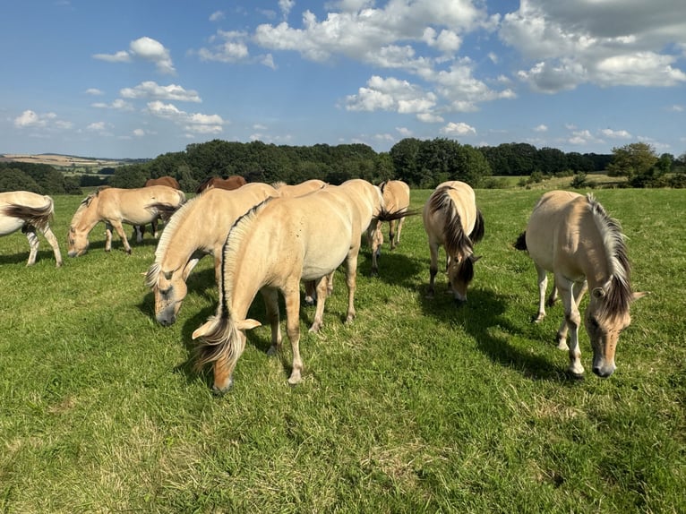 Chevaux fjord Jument Poulain (05/2024) 147 cm Isabelle in Reichshoffen