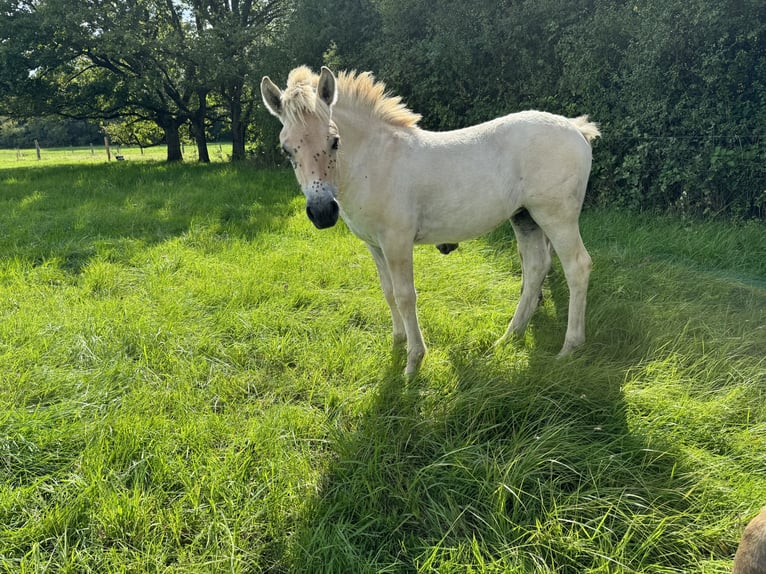 Chevaux fjord Jument Poulain (05/2024) 147 cm Isabelle in Reichshoffen