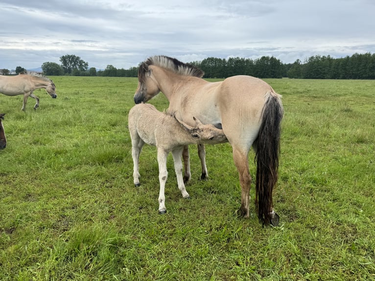 Chevaux fjord Jument Poulain (05/2024) 147 cm Isabelle in Reichshoffen