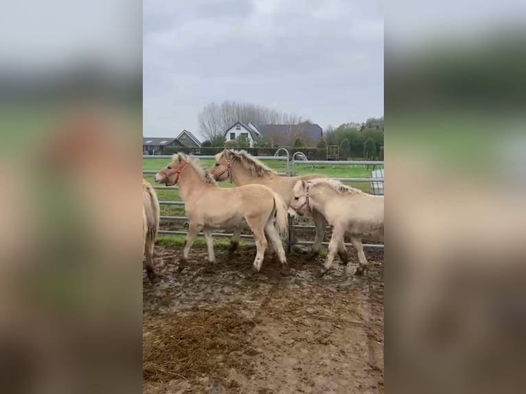 Chevaux fjord Jument Poulain (05/2024) in Dorsten