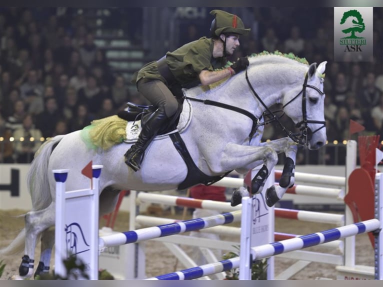 CI CI SENJOR ASK Dänisches Warmblut Hengst in Martofte
