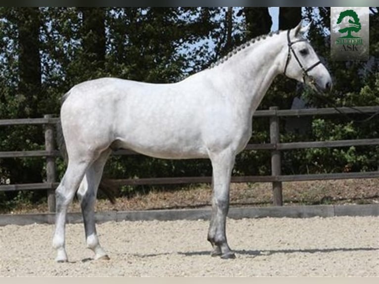 CI CI SENJOR ASK Danish Warmblood Stallion Grey in Martofte