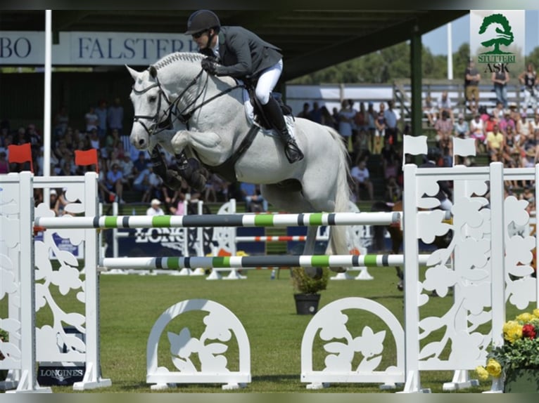 CI CI SENJOR ASK Danish Warmblood Stallion in Martofte