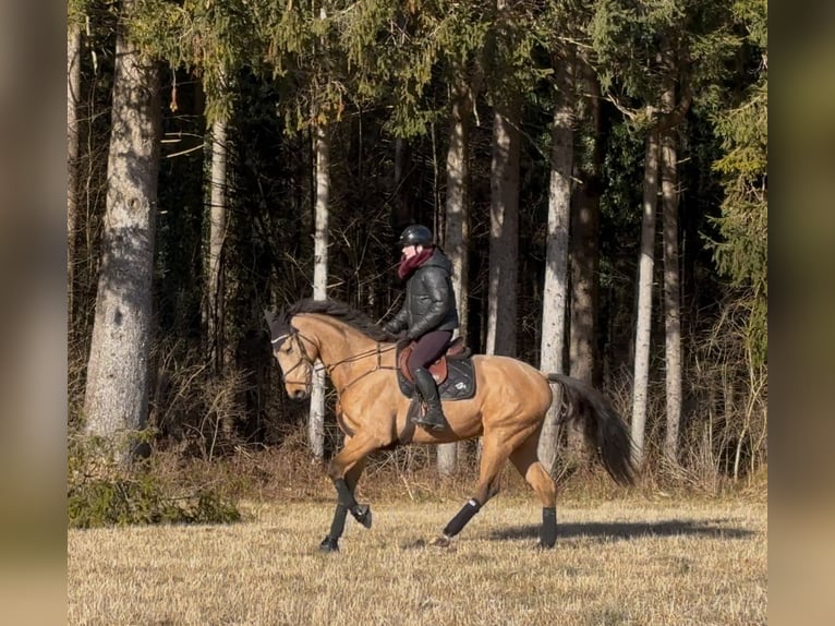 Classic Pony / Pony Classico Castrone 11 Anni 170 cm Pelle di daino in Schlins