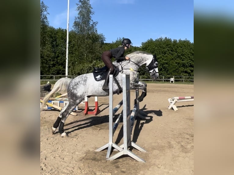 Classic Pony / Pony Classico Castrone 12 Anni 172 cm Grigio pezzato in PostfeldPreetz