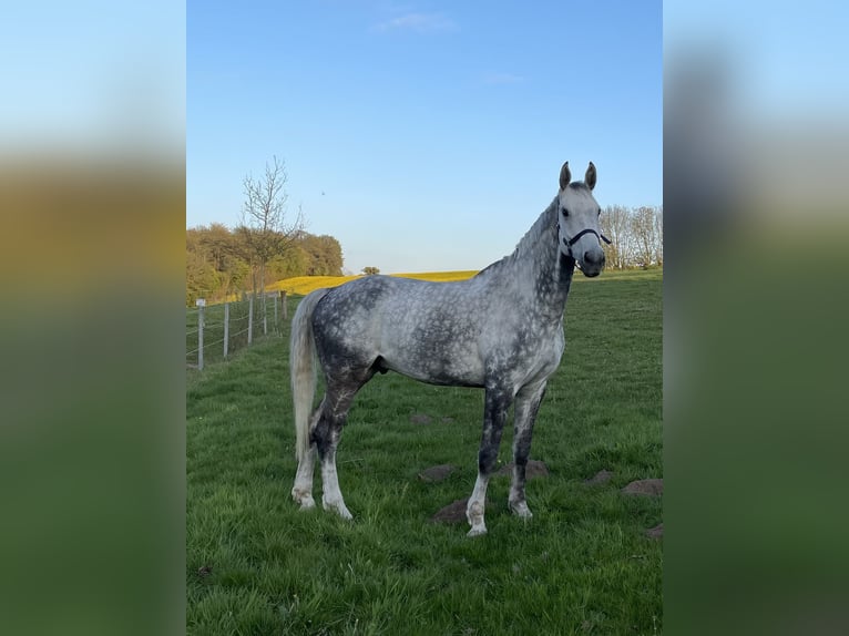 Classic Pony / Pony Classico Castrone 12 Anni 172 cm Grigio pezzato in PostfeldPreetz