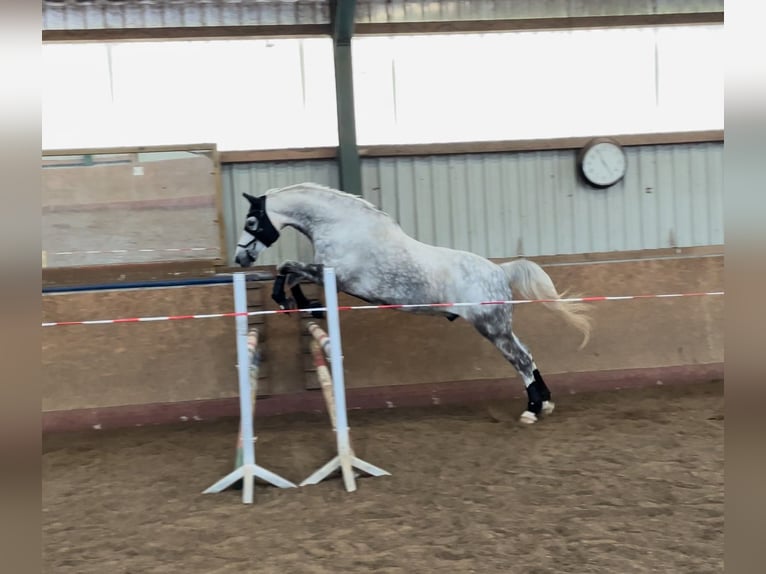 Classic Pony / Pony Classico Castrone 12 Anni 172 cm Grigio pezzato in PostfeldPreetz