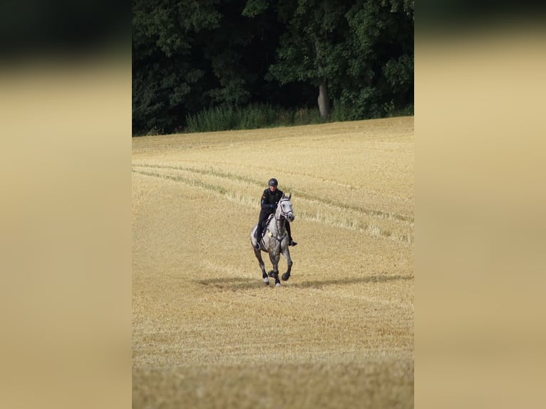 Classic Pony / Pony Classico Castrone 12 Anni 172 cm Grigio pezzato in PostfeldPreetz