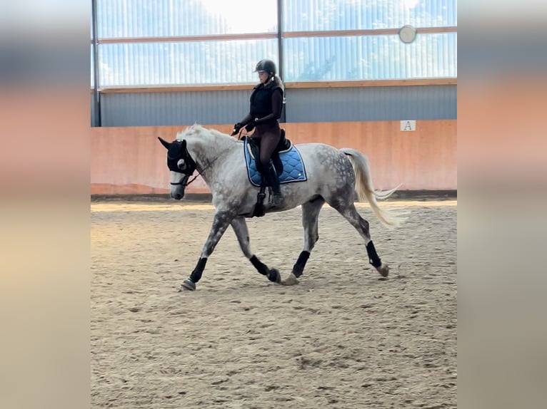 Classic Pony / Pony Classico Castrone 12 Anni 172 cm Grigio pezzato in PostfeldPreetz