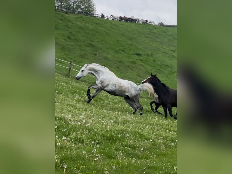 Classic Pony / Pony Classico Castrone 13 Anni 172 cm Grigio pezzato in Preetz