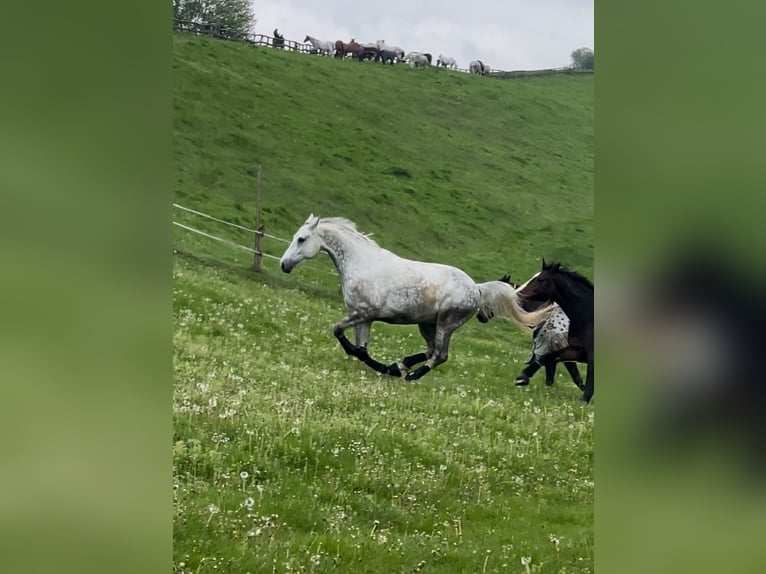 Classic Pony / Pony Classico Castrone 13 Anni 172 cm Grigio pezzato in Preetz