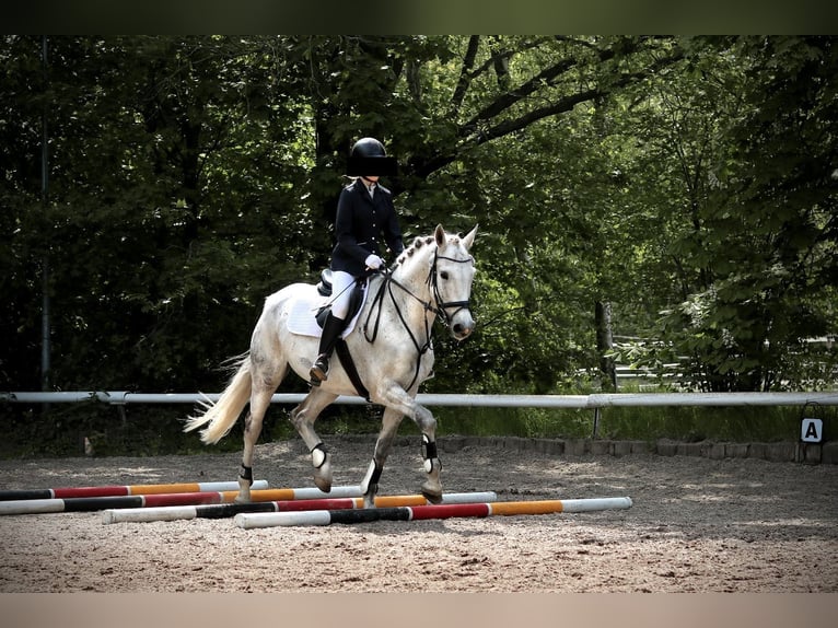 Classic Pony / Pony Classico Castrone 17 Anni 168 cm Grigio in BerlinBerlin