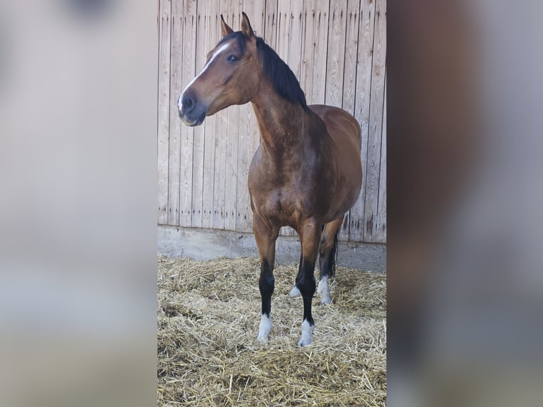 Classic Pony / Pony Classico Castrone 17 Anni 170 cm Baio ciliegia in Eggstätt