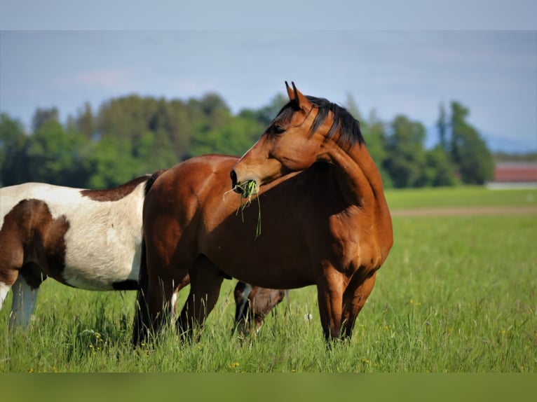 Classic Pony / Pony Classico Castrone 17 Anni 170 cm Baio ciliegia in Eggstätt