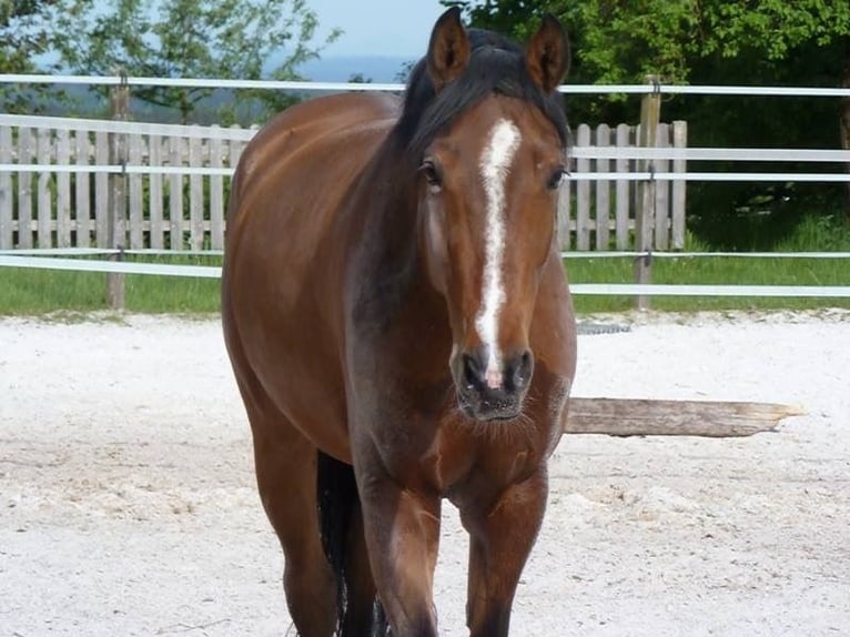 Classic Pony / Pony Classico Castrone 17 Anni 170 cm Baio ciliegia in Eggstätt