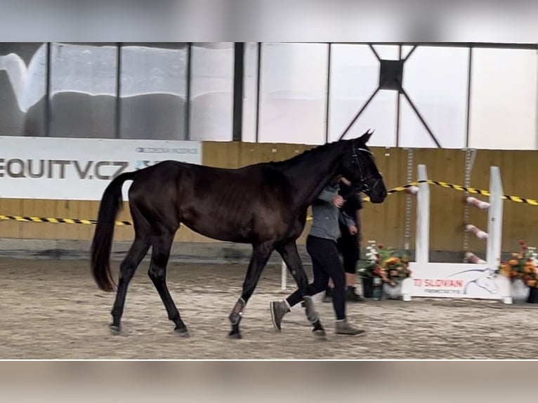 Classic Pony / Pony Classico Castrone 3 Anni 162 cm Morello in Czech Republic