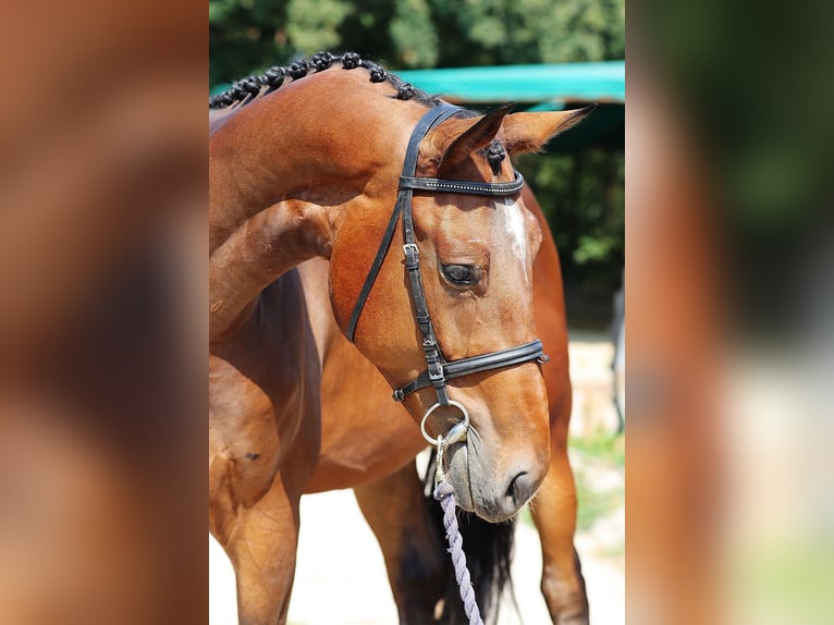 Classic Pony / Pony Classico Castrone 3 Anni 170 cm Baio ciliegia in Mladá Boleslav