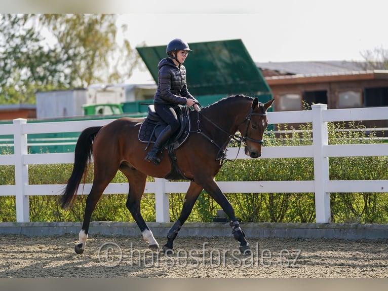 Classic Pony / Pony Classico Castrone 4 Anni 164 cm Baio in Olomouc