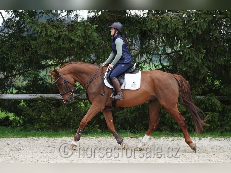 Classic Pony / Pony Classico Castrone 4 Anni 164 cm Sauro in Marienbad