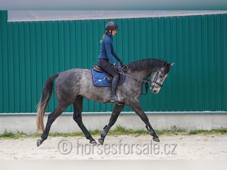 Classic Pony / Pony Classico Castrone 4 Anni 166 cm Grigio in Strakonice